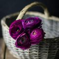 زندگی زیباست (۱۱۳)