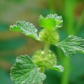 آشنایی با خواص عرق فراسیون