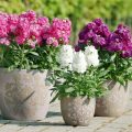 نکاتی درباره گل های بهاری