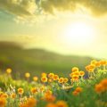 مهربانانه بگو صبح بخیر (شهراد میدرى)