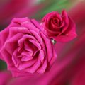 گل کاغذی از ژاکلین مطرحترین ترانهسرا و آهنگساز ایرانی