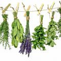 گیاهان دارویی برای کوچک کردن سینه ها