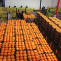 قیمت پرتقال شب عید ۳۱۰۰ تومان تعیین شد