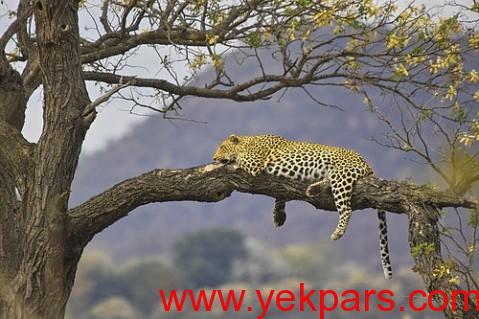 دقایقی حیرت انگیز با حیات وحش