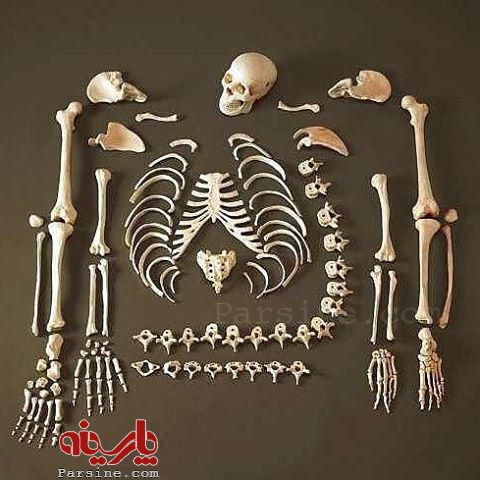 همه استخوان های بدن انسان+عكس