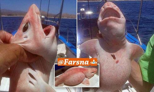 صید یک کوسه عجیب و غریب + عکس