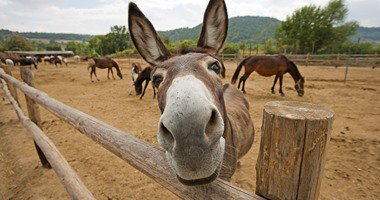 فناوری جدید برای ترجمه صدای الاغ ها
