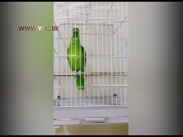 طوطی اذان گویی که درشبکه های اجتماعی غوغا کرد!