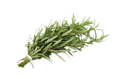 کاربرد آویشن در طب سنتی