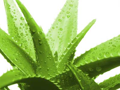 آشنایی با آلوئه ورا و خاصیت آلوئه ورا