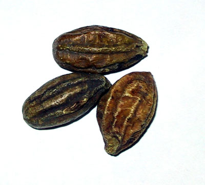 خواص هلیله سیاه در طب سنتی