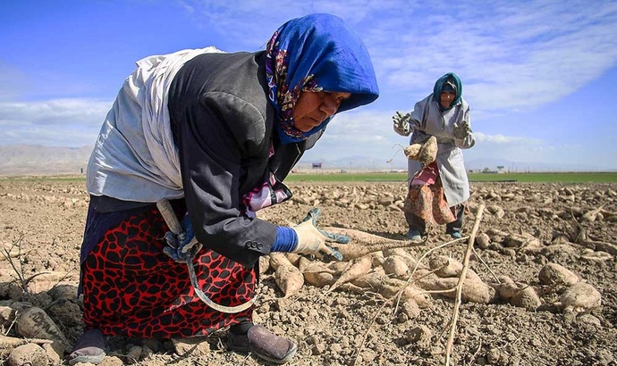 چغندر چگونه شکر می‌شود؟