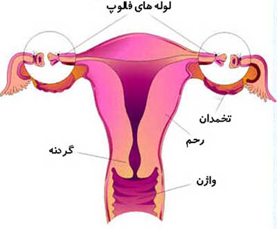 آیا هیسترکتومی باعث کم شدن لذت جنسی می شود