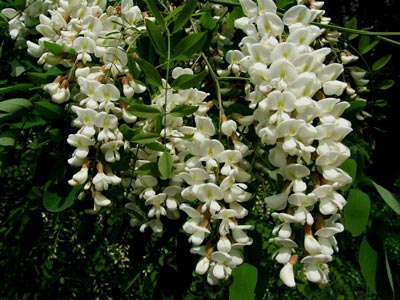 خاصیت درمانی گیاه اقاقیا