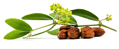 چرا از روغن جوجوبا برای صورت استفاده کنیم؟