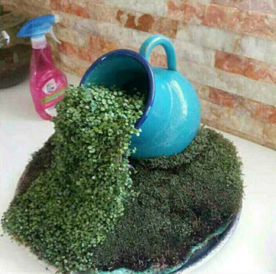 آموزش کاشت سبزه آبشاری